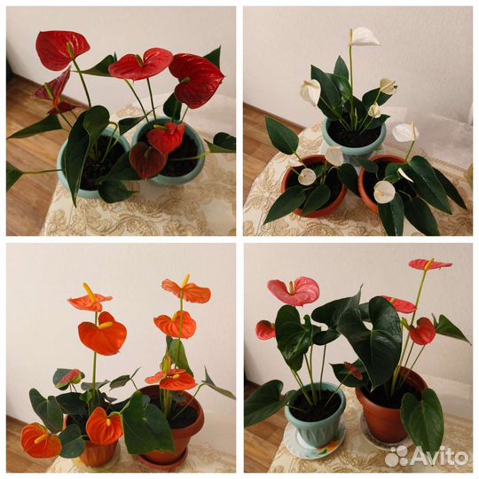 Антуриум мужское счастье разных цветов