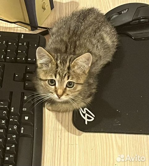 Котенок мальчик в добрые руки