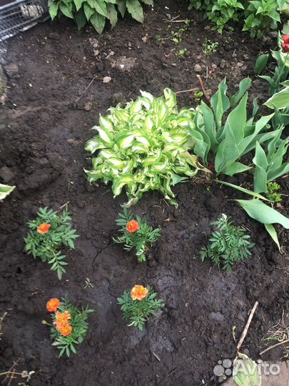 Многолетники садовые