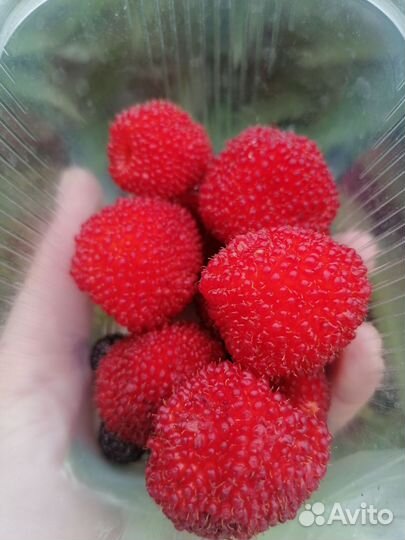 Саженцы ежемалины