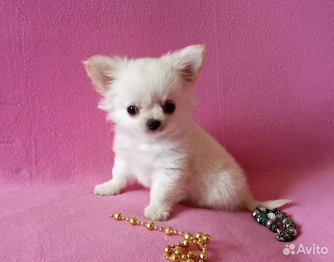 Чихуахуа мальчик