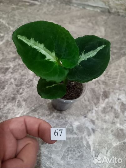 Сингониумы сортовые: