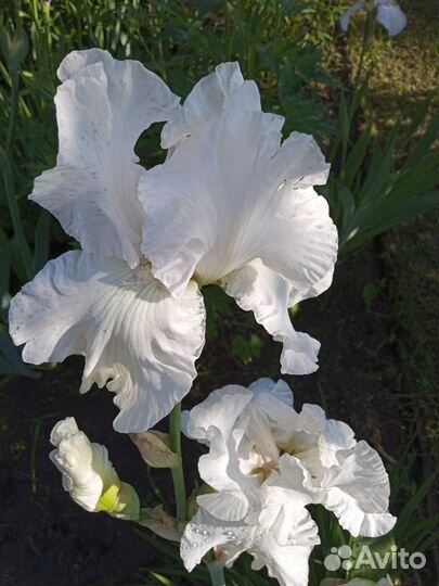 Ирисы бородатые и лилейники