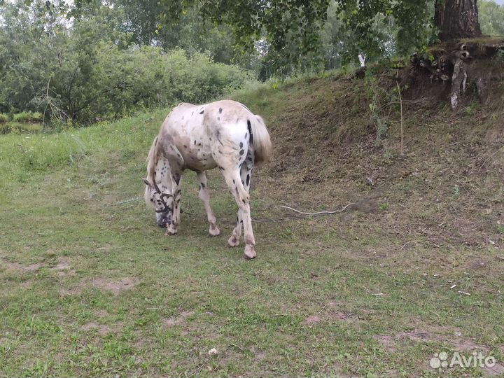 Лошадь