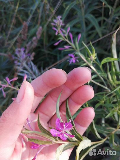 Иван чай ферментированный