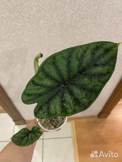 Алоказия шкура дракона