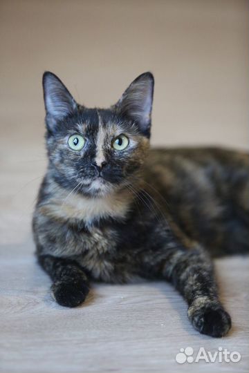 Дуся ищет человека