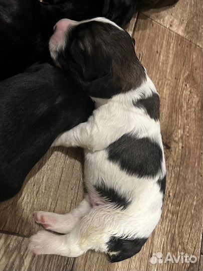 Щенки спаниеля