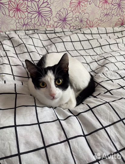Потерялась кошка