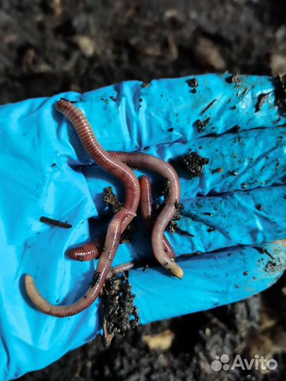 Живой, замороженный дождевой червь