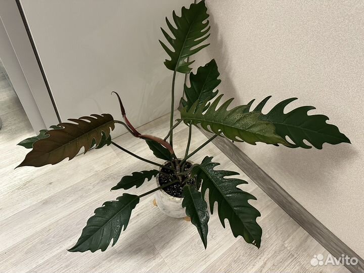 Филодендрон карамель