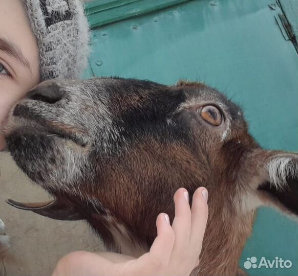 Коза нубийская