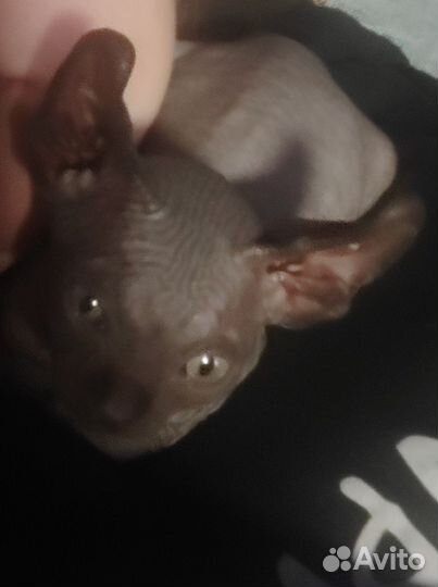 Канадский сфинкс эльф котенок