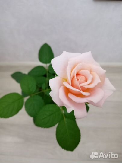 Роза комнатная