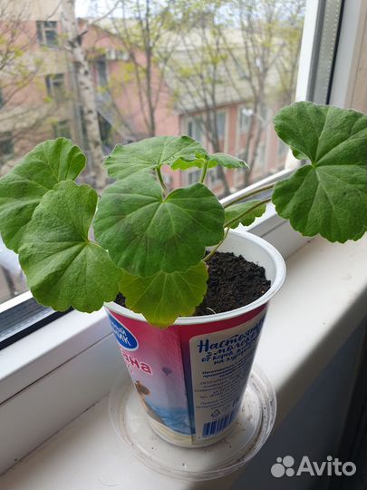 Комнатные цветы герань