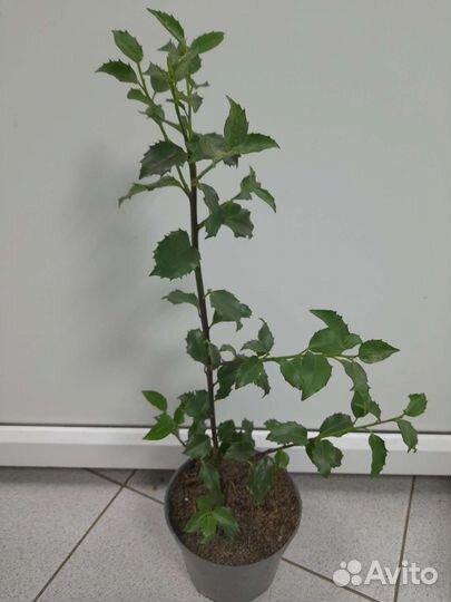 Падуб мезерве Блю Принц