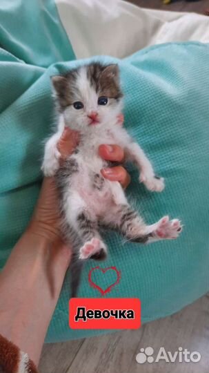 Котики и кошечка