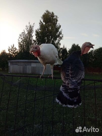 Мясо домашней птицы