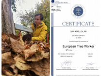 Обследование деревьев Специалист по деревьям