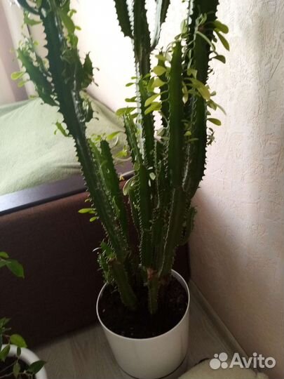 Кактус молочный, высота без горшка 1м22