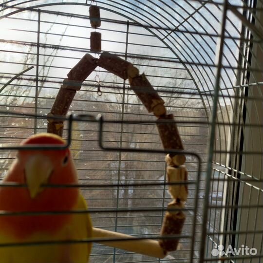 Попугай неразлучники