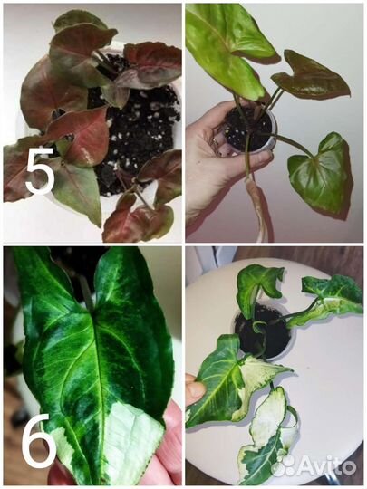 Комнатные растения 2