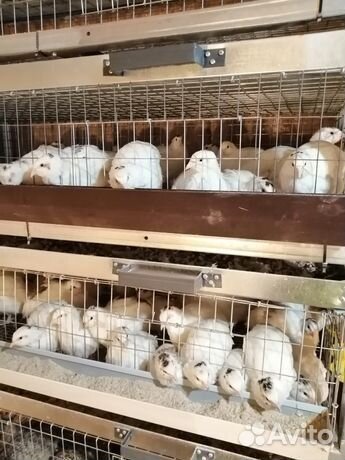 Перепел мясо