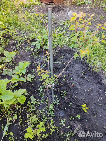 Саженцы абрикосов