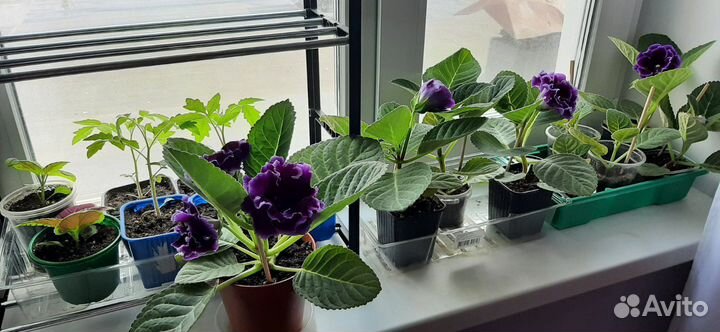 Глоксиния махровая