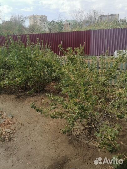 Саженцы черной смородины