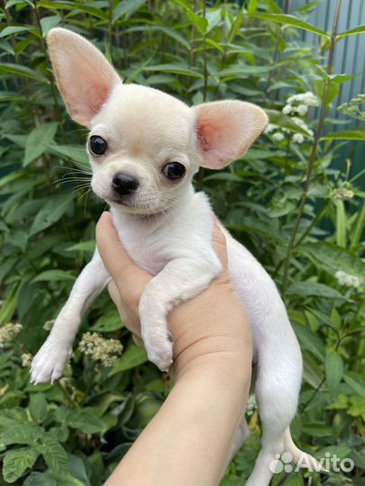 Щенки чихуахуа