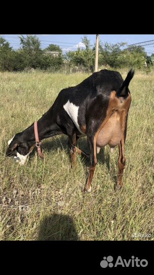 Козочка нубо-битал