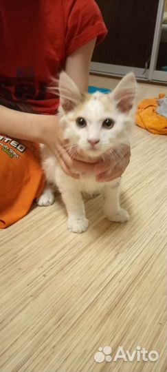 Котенок ищет дом