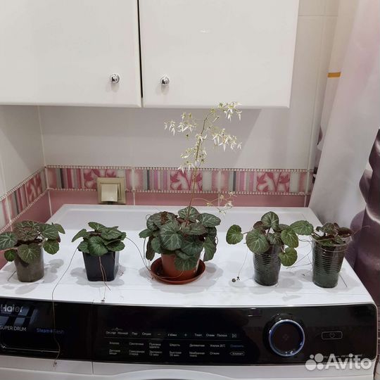 Камнеломка/Денежное дерево/Алоэ/Сансевиерия