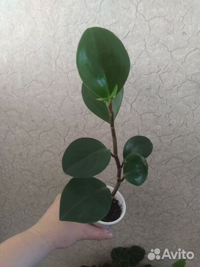 Комнатные цветы