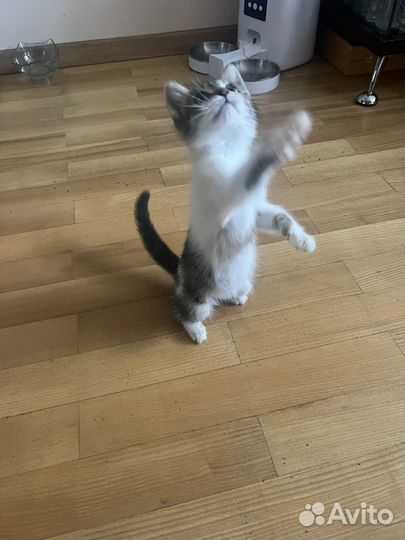 Котёнок в добрые руки