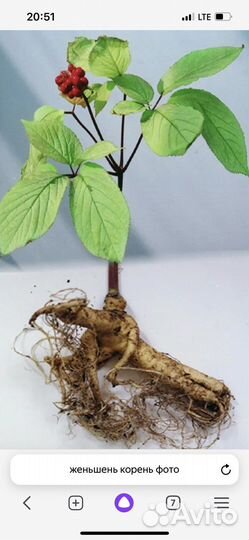 Корень женьшеня