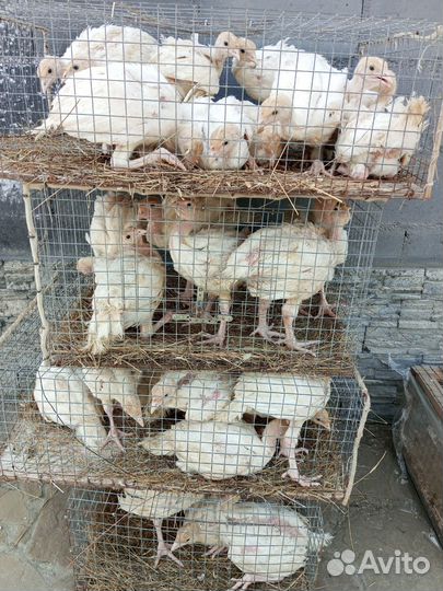 Индюшата Биг6 в наличии