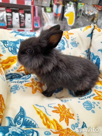 Декоративные ручные кролики