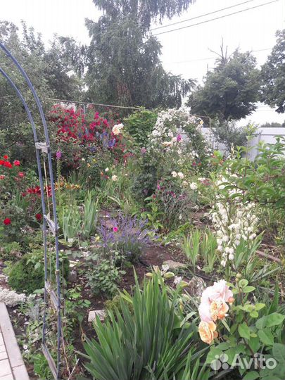 Юкка нитчатая