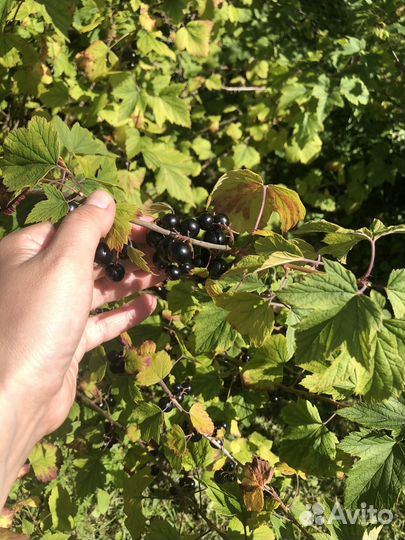 Черная смородина ягодки