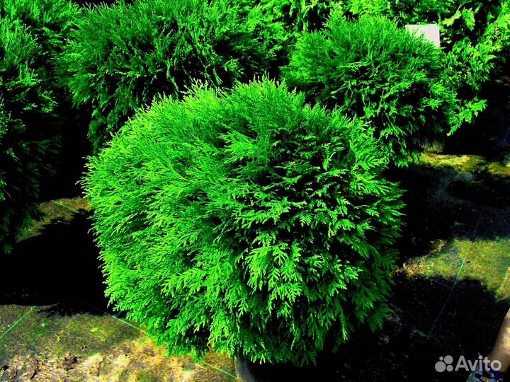 Туя для изгороди