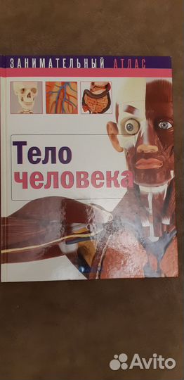 Тело человека