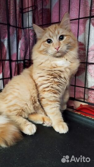 Рыжий пушистый котенок подросток мальчик