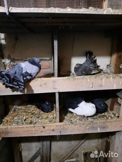 Голуби павлины