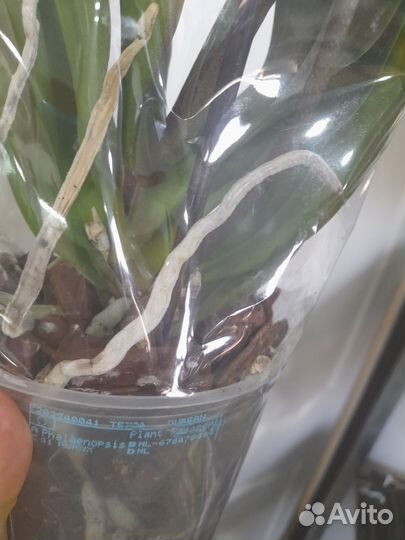 Орхидея фаленопсис Дюрбан