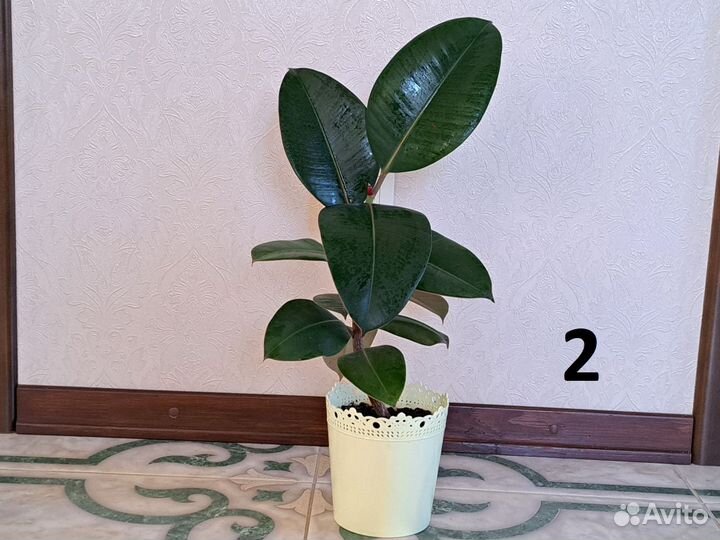 Комнатные растения. Фикус эластика