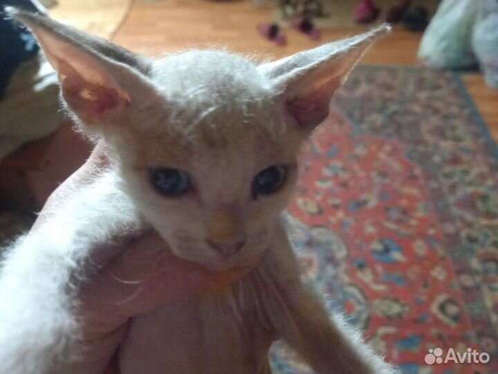 Кошки донской сфинкс