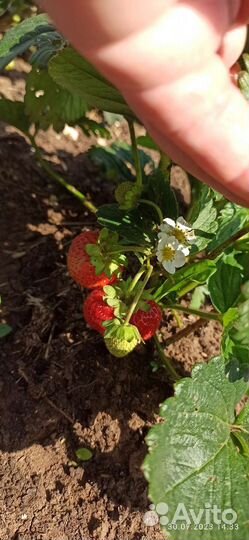 Саженцы ремонтантной клубники