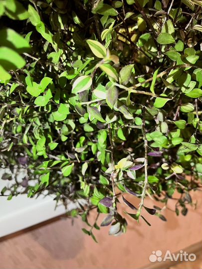 Коллезия фиолетовая